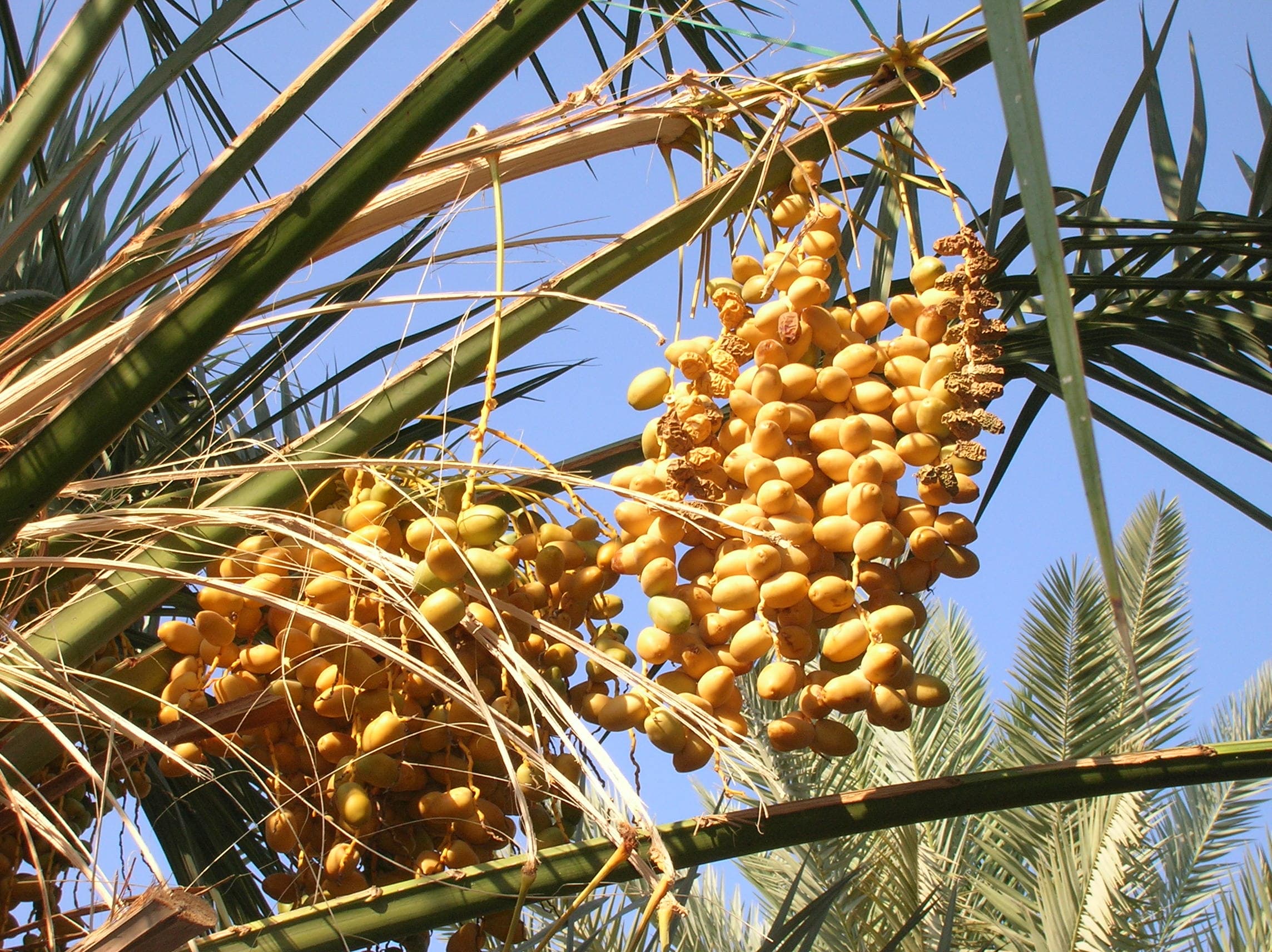 Dates Irani