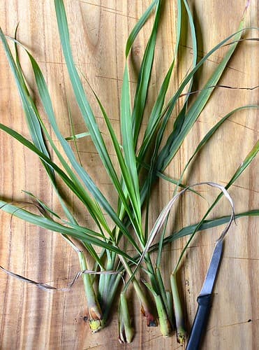 Lemon Grass