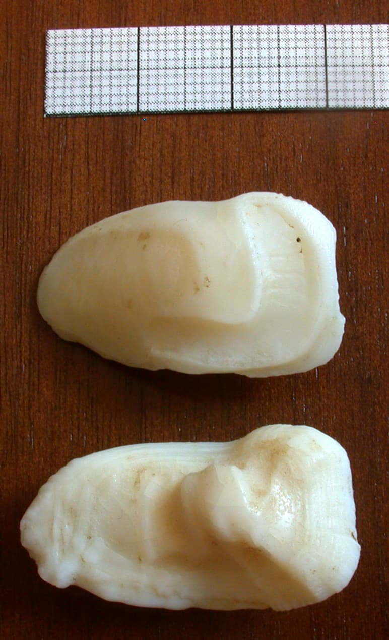 Raig Mahi