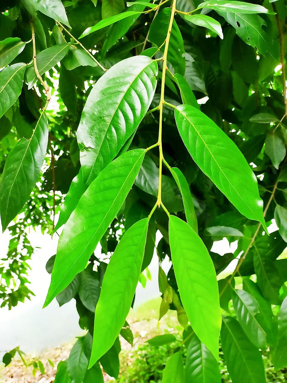 Sabr-e-Harar 500g