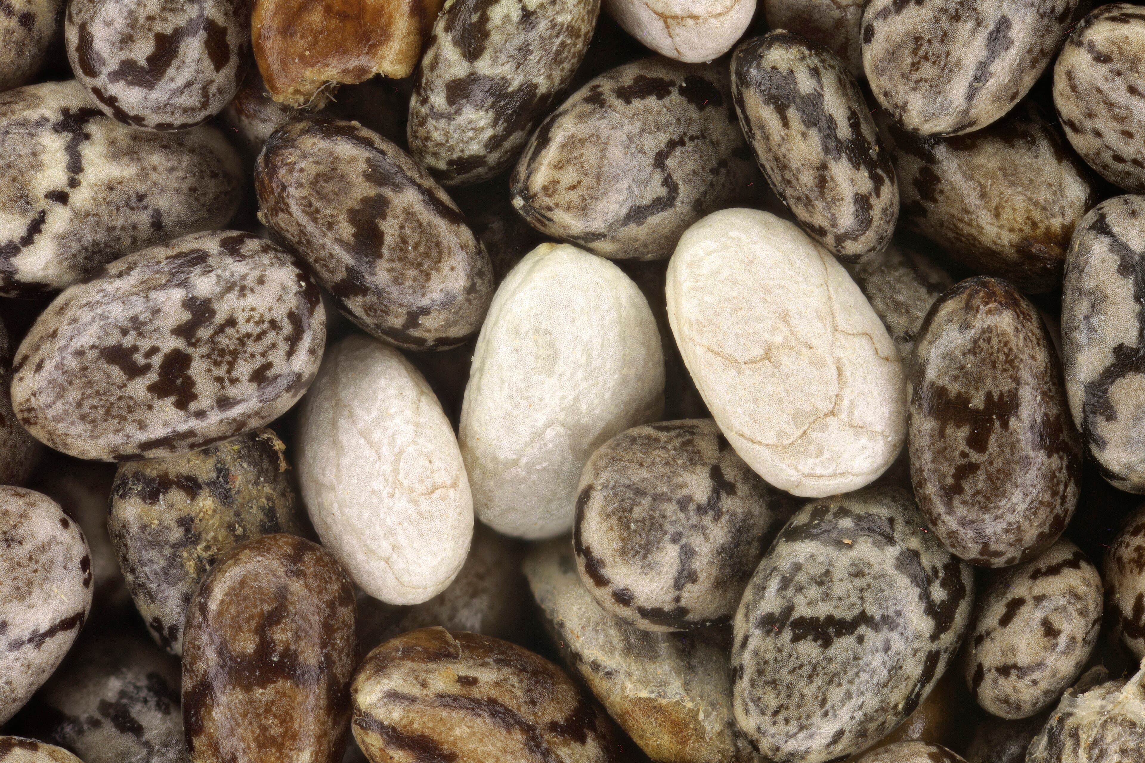 Chia Seeds 500g