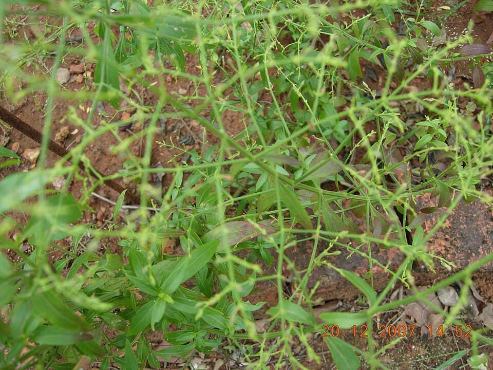 Chirata Seeth 500g
