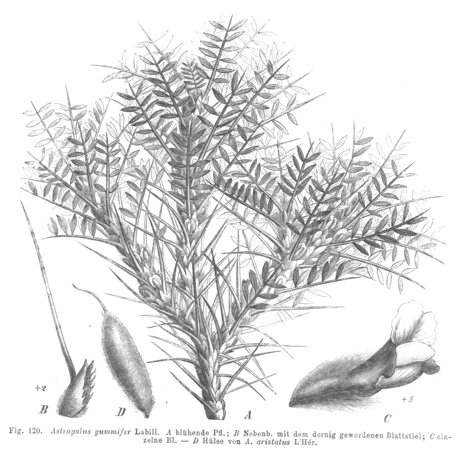 Gond Katira