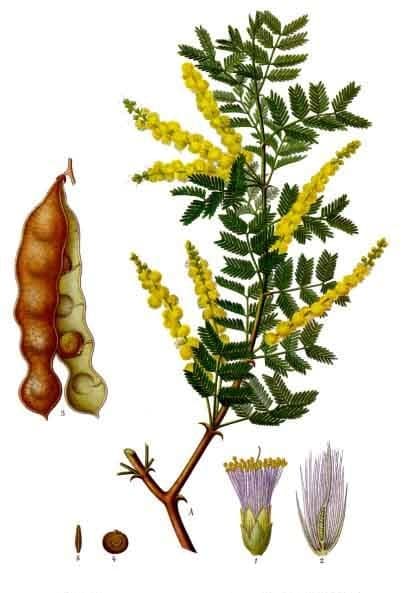 Gond Keekar