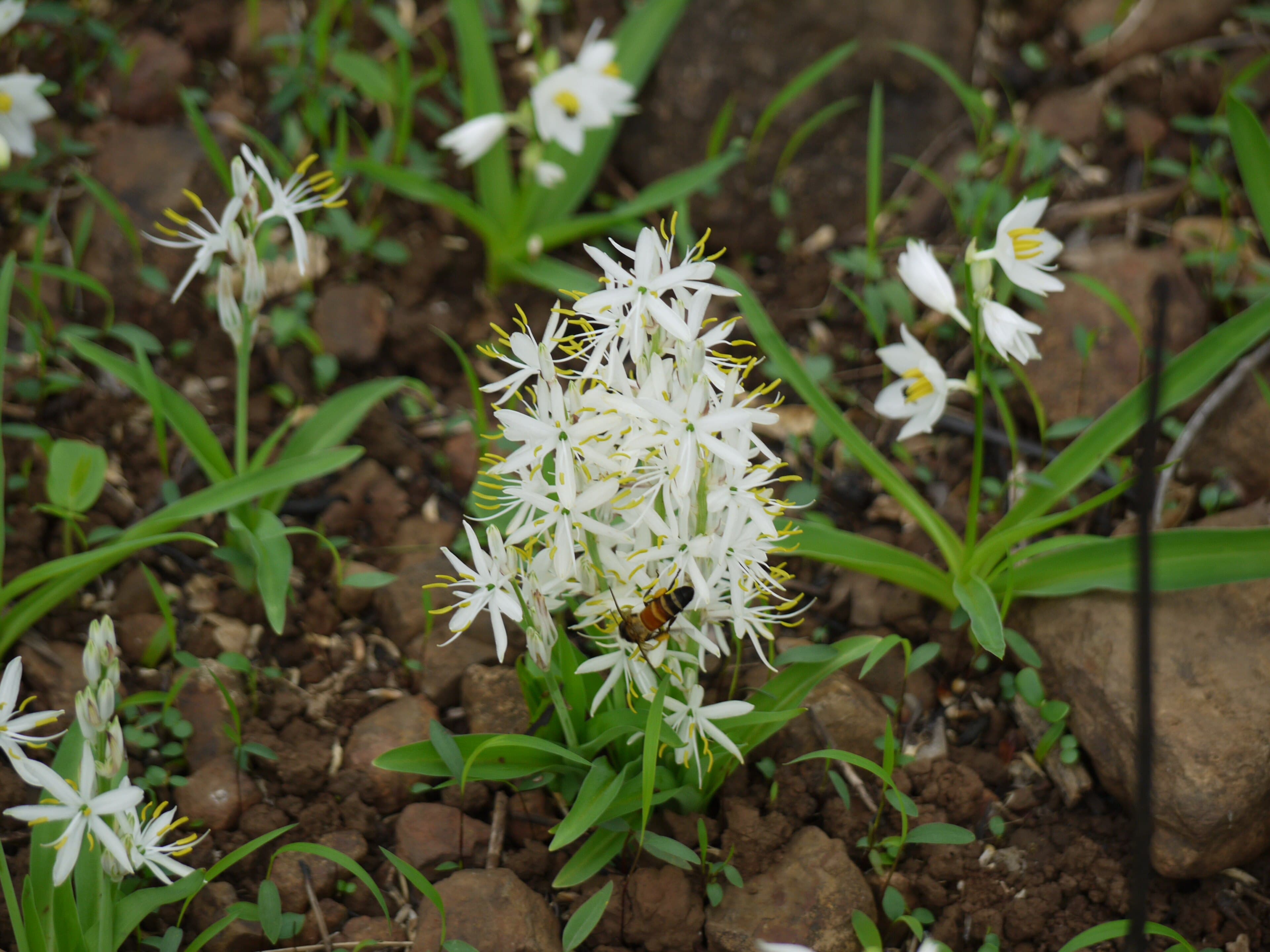 Musli Safed India