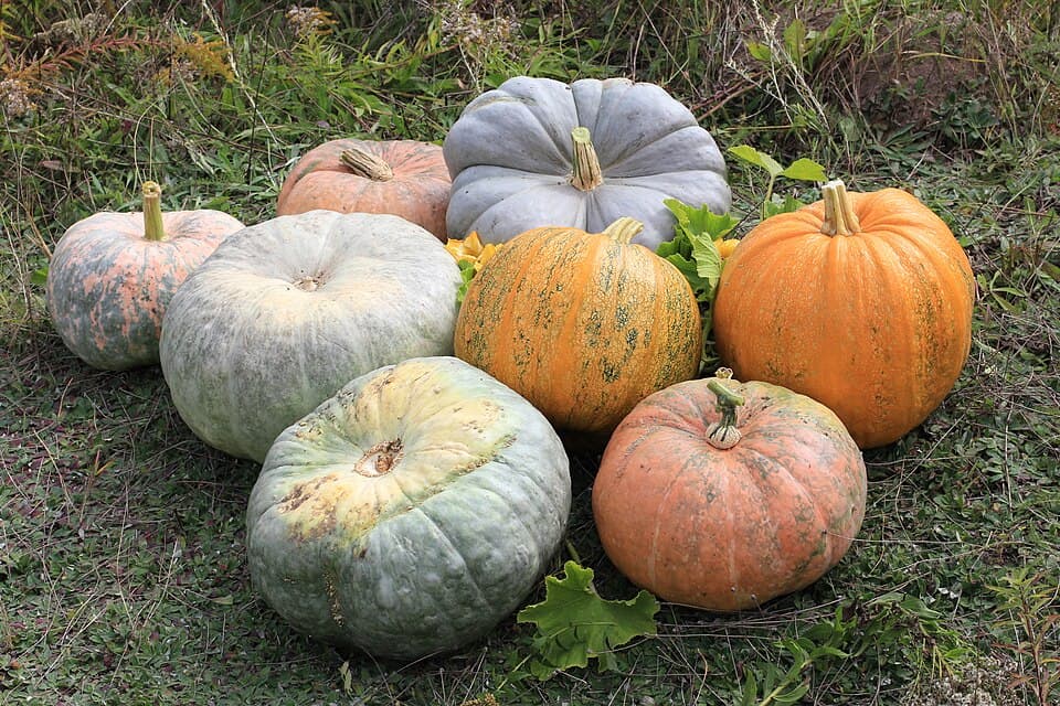 Pumpkin Seeds 250g